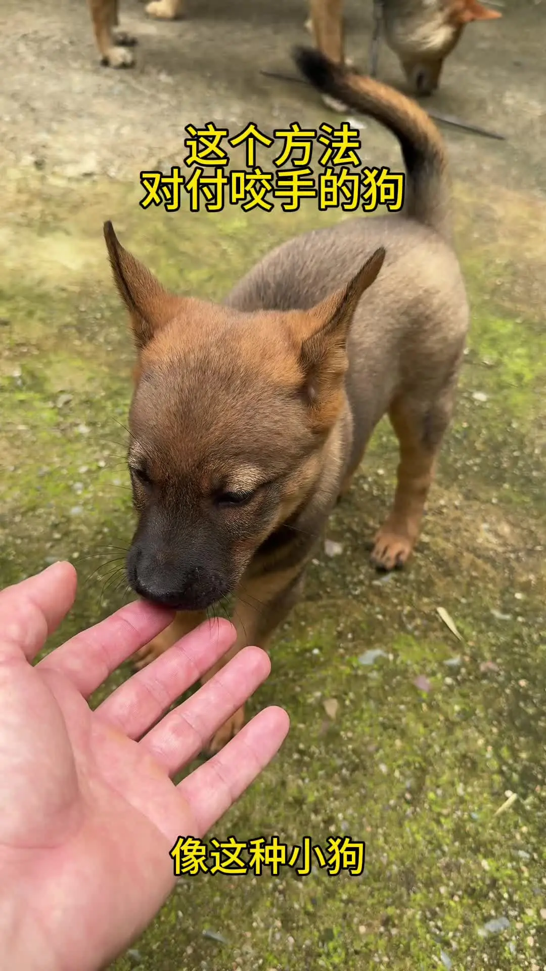 子犬のしつけ — 新しいお家で名前を覚える生後3ヶ月のトイプードル