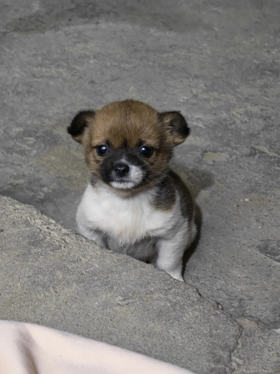 子犬の甘噛み — 歯の生え変わり期に手を噛む子犬