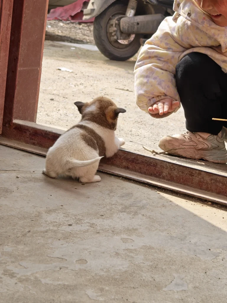 犬の便秘対策｜うちが試した食事とマッサージのイメージ写真