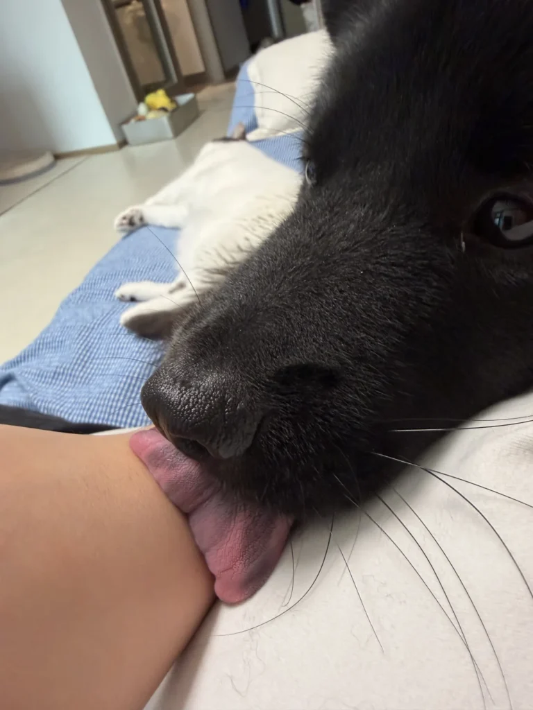 犬が舐めてくるのはなぜ？愛犬の気持ちとやめさせたい時のうちの対策メモ — 愛犬が突然、手や顔を熱心にペロペロと舐めてくることはありませんか？「犬 が 舐め て くる」行動には、実は言葉にできない様々なメッセージが隠され…