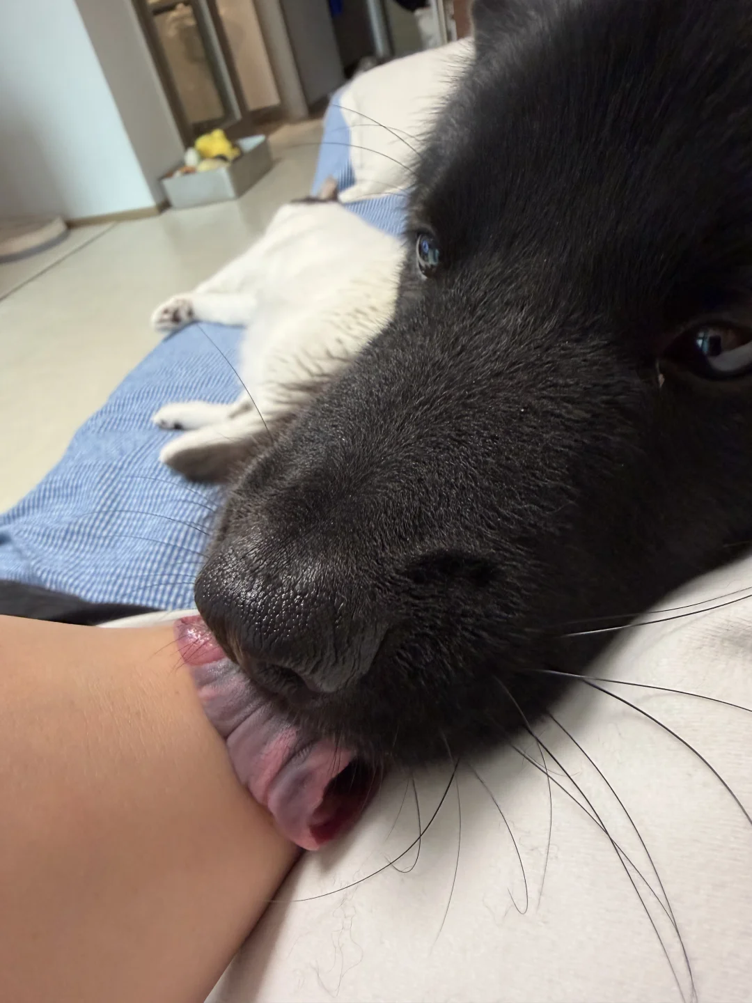 リラックスして眠そうにしている犬の表情