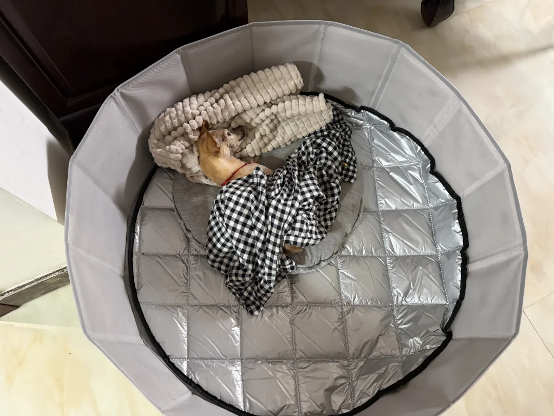 フローリングに防滑マットを敷いた老犬に優しい室内環境