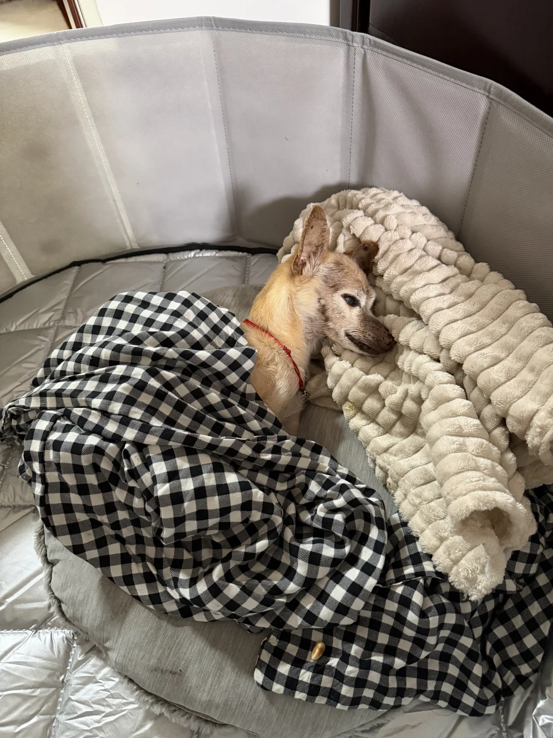 シニア犬の健康チェックや日々のスキンシップの様子